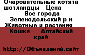 Очаровательные котята шотландцы › Цена ­ 2 000 - Все города, Зеленодольский р-н Животные и растения » Кошки   . Алтайский край